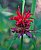 bee balm