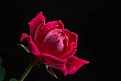 Picture Title - just a rose