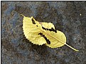 Picture Title - ghost leaf