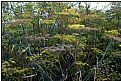 Picture Title - fennel jungle