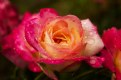 Picture Title - ,. if a rose ,.