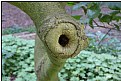 Picture Title - tree hole