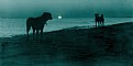 Picture Title - Beach Dogs