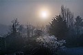 Picture Title - Frosty morning trees