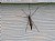 Cranefly