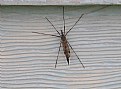 Picture Title - Cranefly