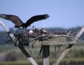 Picture Title - Feeding Young