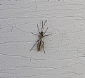 Picture Title - Ichneumon