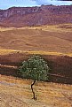 Picture Title -  Lone Tree in summer