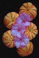 Picture Title -  Pumpkins and flowers