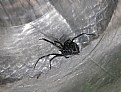 Picture Title - Black Widow Bottom