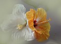 Picture Title - Hibiscus from Florida