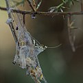 Picture Title - An unfortunate  lacewing