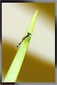 Picture Title - Damselfly