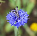 Picture Title - Flower with insect