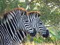 Picture Title - Zebra