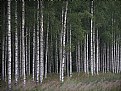 Picture Title - birch forest