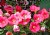 Pink Petunias