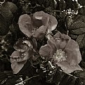 Picture Title - dog roses