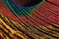 Picture Title - Peacock Feather Features