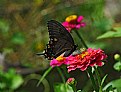 Picture Title - black swallowtail and zinnia lunch