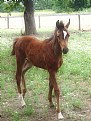 Picture Title - Arab Foal