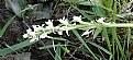 Picture Title - White Bog Orchid