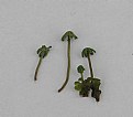Picture Title - Tonguewort