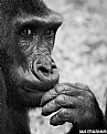 Picture Title - Western Lowland Gorilla