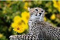 Picture Title - charming look (young cheetah)