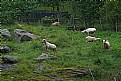 Picture Title - Katahdin sheep!