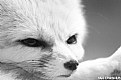 Picture Title - Fennec Fox