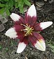 Picture Title - Asiatic Lily