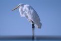 Picture Title - Egret