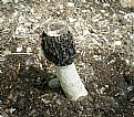 Picture Title - Stinkhorn