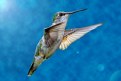 Picture Title - The graceful Humming Bird