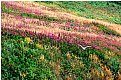 Picture Title - Gull with Wildflowers