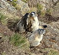 Picture Title - Marmottes