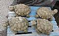 Picture Title - Tortise