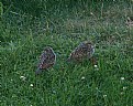 Picture Title - Baby Quail