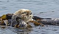 Picture Title - Morro Bay Otter