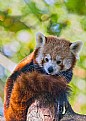 Picture Title - Red panda