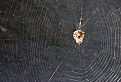 Picture Title - Spider in Web