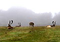 Picture Title - Heavy misty morning