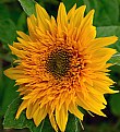 Picture Title - Floral sunshine