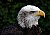 Bald headed eagle