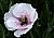 Pale poppy