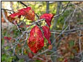 Picture Title - red leaves still