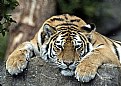 Picture Title - Amur tiger