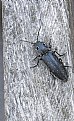 Picture Title - Eyed Click Beetle